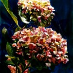 "Hydrangeas!" watercolor, 22"x30"