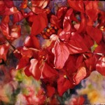 "Scarlet Splender", watercolor, colored pencil, 22"x30"